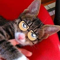 猫戴眼镜头像高冷可爱