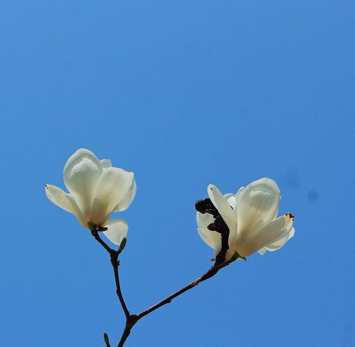 请假出个热闹帖樱花节中忙活的美女们唉今年事多,又要出去趟过几天再回来