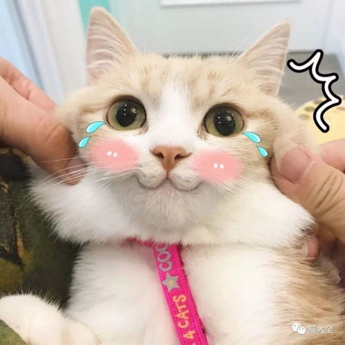 深扒猫舍卖猫行业一年利润3个亿,是暴利还是辛苦钱