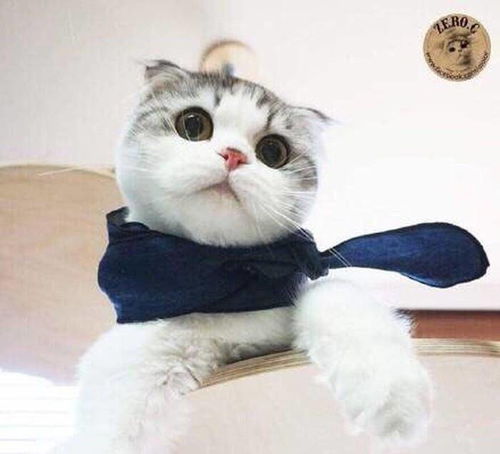 折耳猫可爱,但是你了解吗