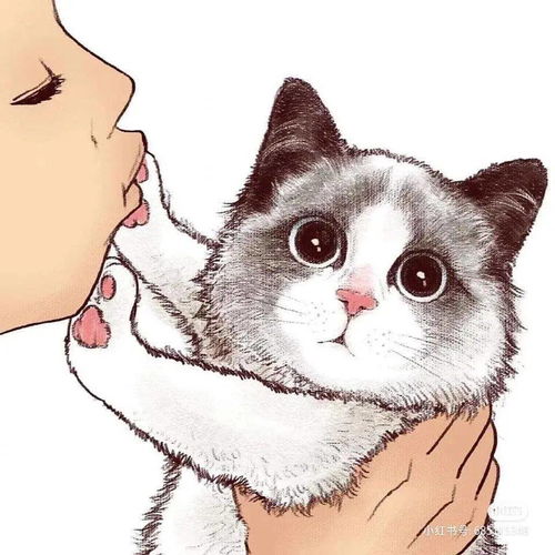 猫系治愈乐园软萌登场,今天你吸猫了吗