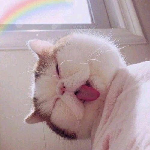 头像今天是一波可爱的猫猫头像哦