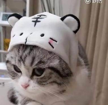 一只猫咪,戴上帽子后,立刻不一样网友超萌的