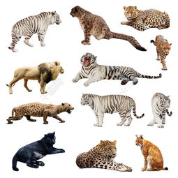 猫科动物摄影图片高清图片免费下载jpg格式1000像素编号26217811千图网
