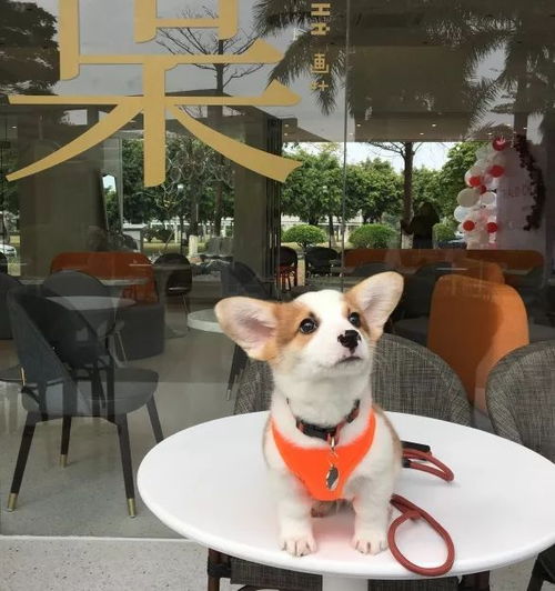 唤醒少女心的ins风人气店,坐拥大大的美味与阳光