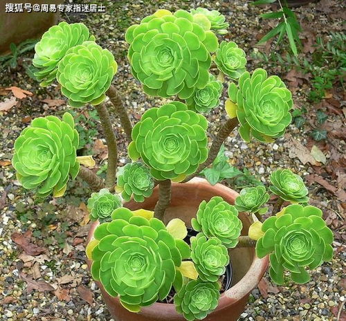 生肖属牛男和其她生肖女谈情说爱的表现方式