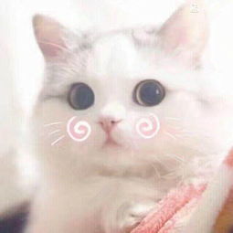 求这只猫的头像,或者高清图片
