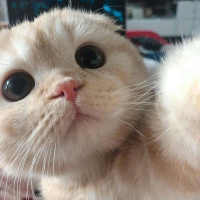 可爱小猫咪卖萌头像史上最可爱超萌的小白猫图片