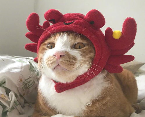 宠主给橘猫准备很多帽子,有的帽子有点小,橘猫真让我头大
