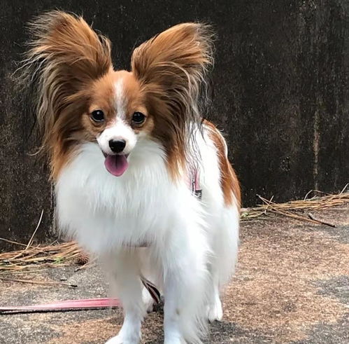 nzpap宠友社交狗狗种类百科聪明漂亮的狗狗蝴蝶犬