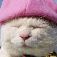 戴帽子的猫头像萌萌哒微信头像图片大全