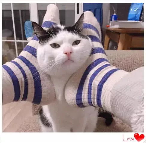 猫猫头像可爱情头