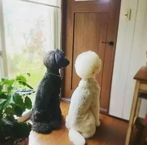 日本奶奶晒小孙女与两只狗狗的日常照,萌翻无数网友
