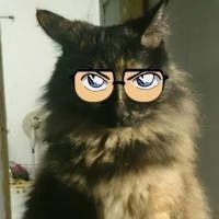 猫戴眼镜头像高冷可爱