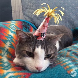 陛下这是今日的萌猫戴帽子的猫
