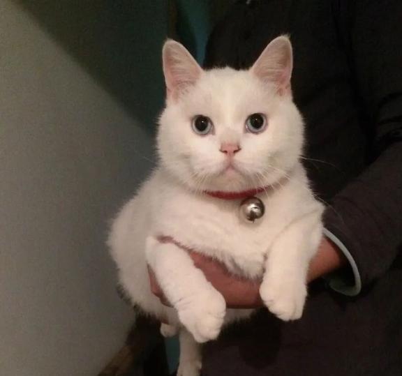 在外面碰到猫咪,想打招呼,却不把猫咪吓走,你可以试试这样做宠物流浪猫驯养动物网易订阅
