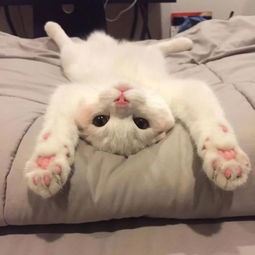 乱买东西,猫骂了我三天
