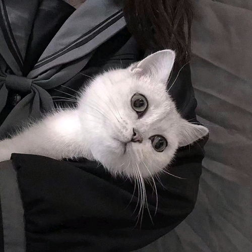 哔哩哔哩专栏