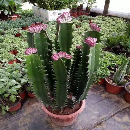 家里种这些风水植物生财挡灾,好运滚滚来
