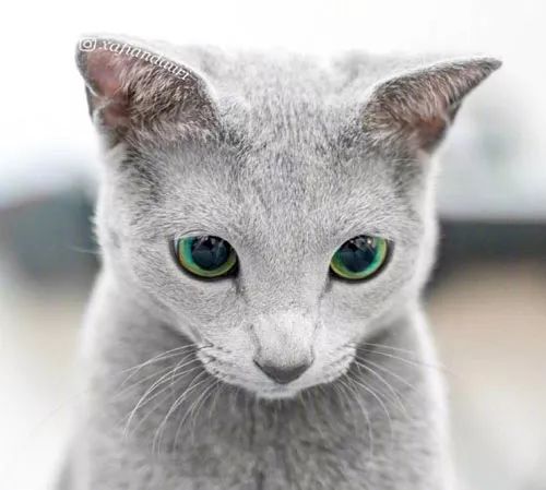 绿宝石之眼,网友的俄罗斯蓝猫,眼睛美得看一眼就爱上