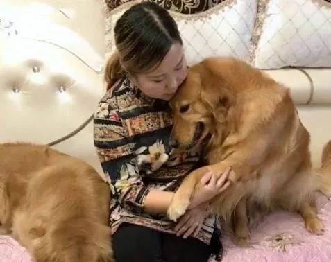女主人刚夹起一块肉,金毛竟明目张胆下嘴抢走,这狗飘了